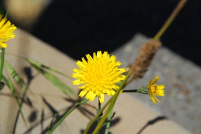 DSC_0475.jpg