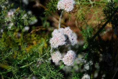 DSC_0536.jpg