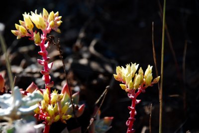 DSC_0541.jpg