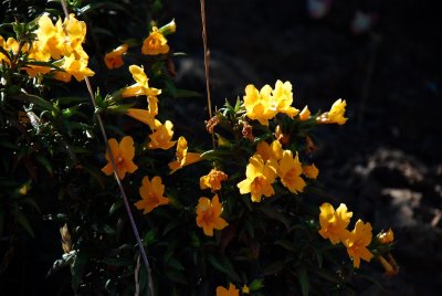DSC_0542.jpg