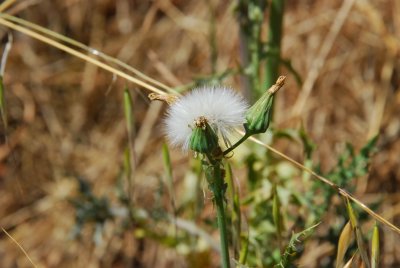 DSC_0550.jpg