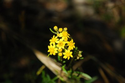 DSC_0812.jpg