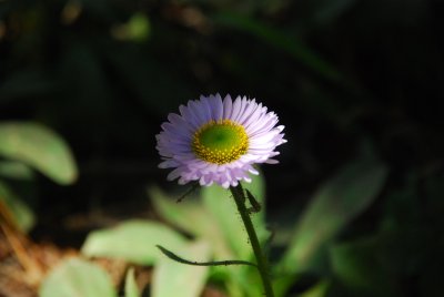 DSC_0826.jpg