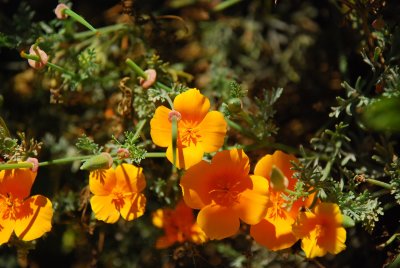 DSC_0014.jpg
