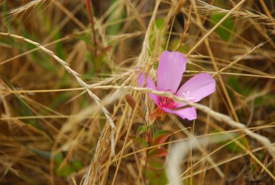 DSC_0063.jpg