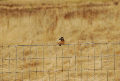 DSC_0078.jpg