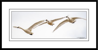 _MTK8337.jpg