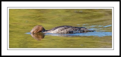 Birding at Lakeside Park