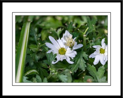 _8502062&3 Focus Stack.jpg
