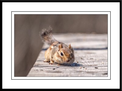 Lakeside & Riverside Park Birding