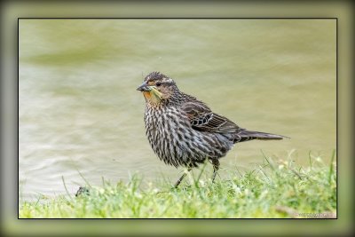 Lakeside Park Birding 5.27