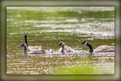 Lakeside & Riverside Park Birding
