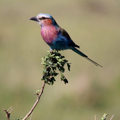 Birds of Kenya