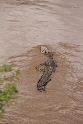 Animals of Kenya