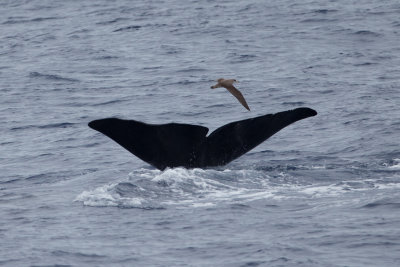 corys_shearwater_azores_2013