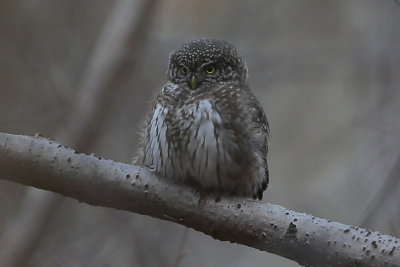 Eurasian_Pygmy_Owl_Glaucidium_passerinum_Alnarpsparken_201811254.jpg