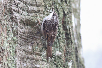 Short-toed tree creeper, Certhia brachydactyla, alnarpsparken 20190107-2.jpg