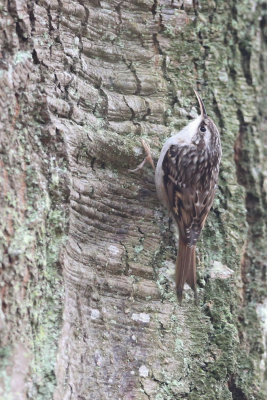 Short-toed tree creeper, Certhia brachydactyla, alnarpsparken 20190107.jpg