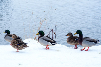 3rd March 2018  ducks