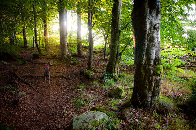 25th August 2018  mystic hound in the ancient forest