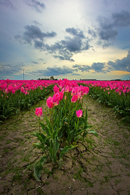 Tulips - Skagit Valley, Washington