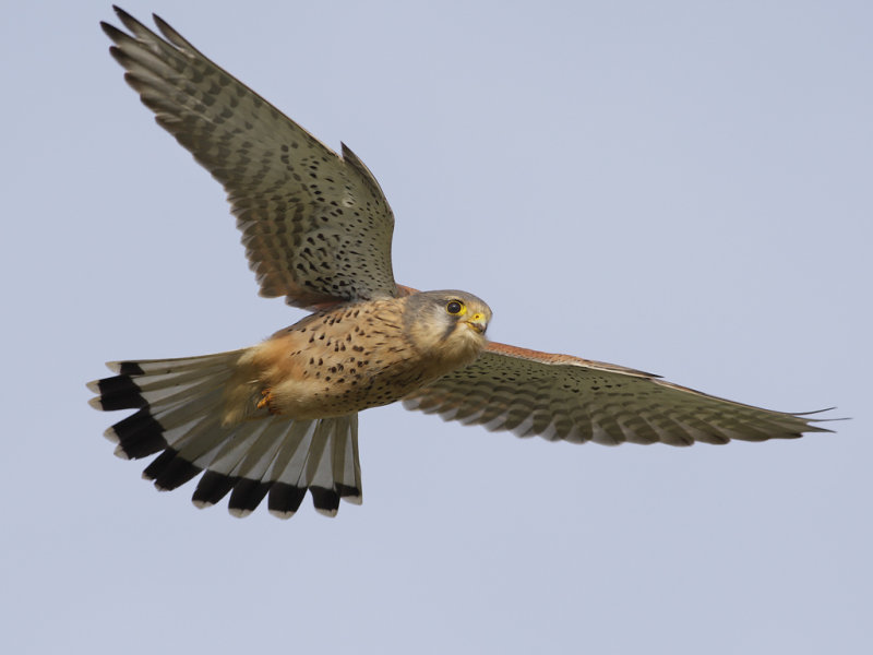 Common Kestrel (Falco tinnunculus) 
