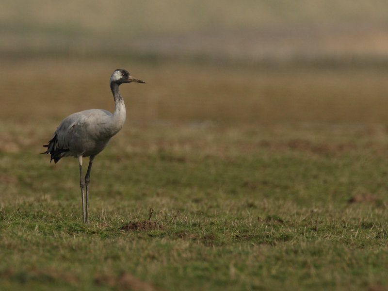 Eurasian Crane (Grus grus)
