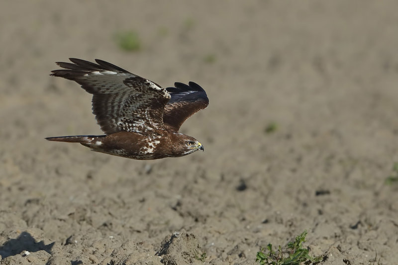 Common Buzzard (Buteo buteo) 