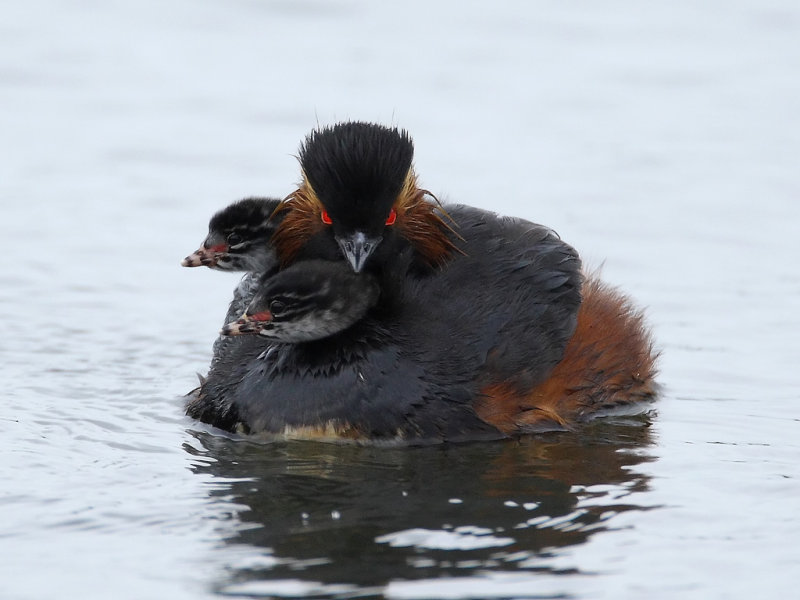 Black-necked Grebe (Podiceps nigricollis)