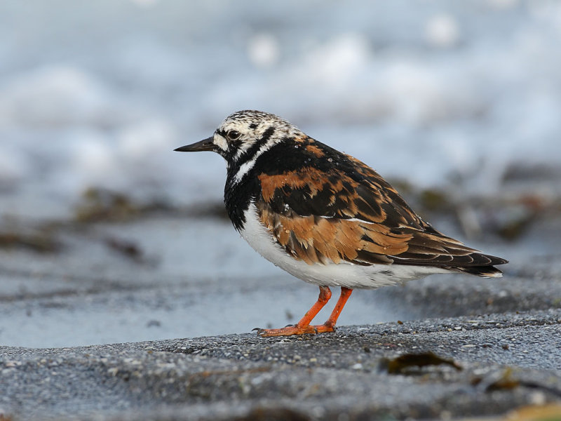 Ruddy Turnstone (Arenaria interpres)