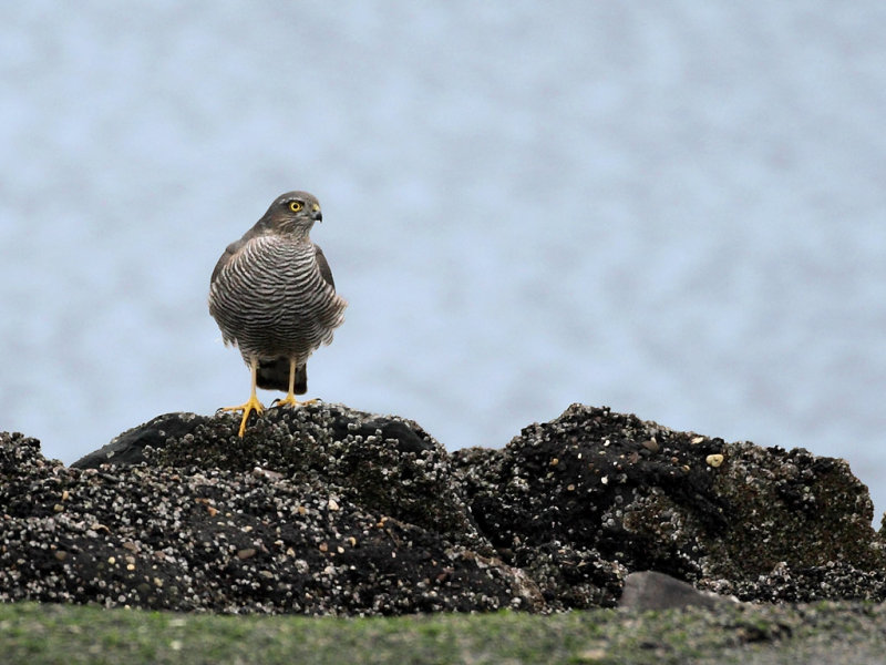 Eurasian Sparrowhawk (Accipiter nisus)
