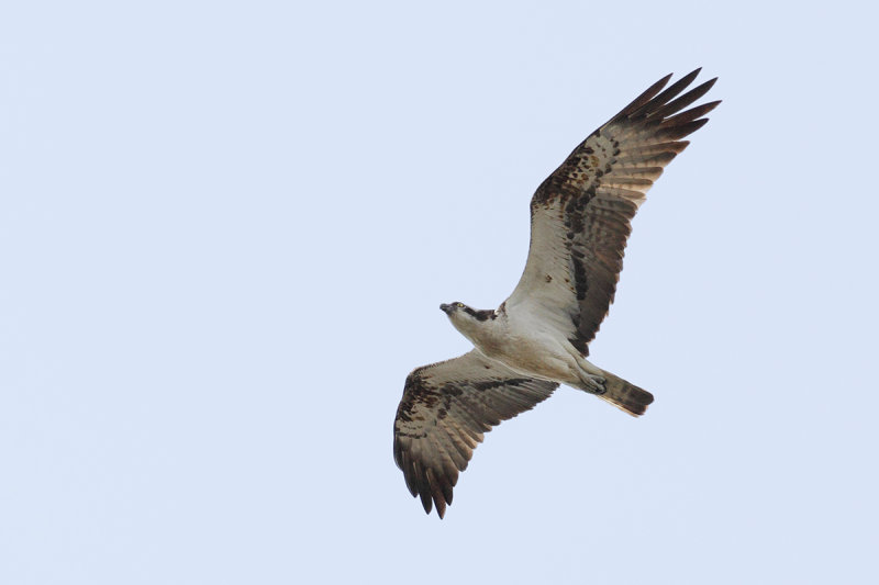 Osprey (Pandion haliaetus)