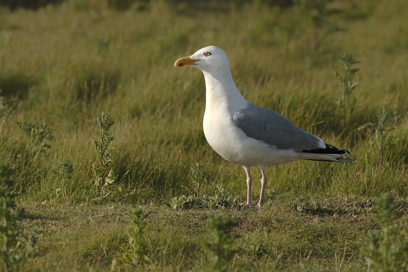 Herring Gull (Larus argentatus ssp. argenteus)