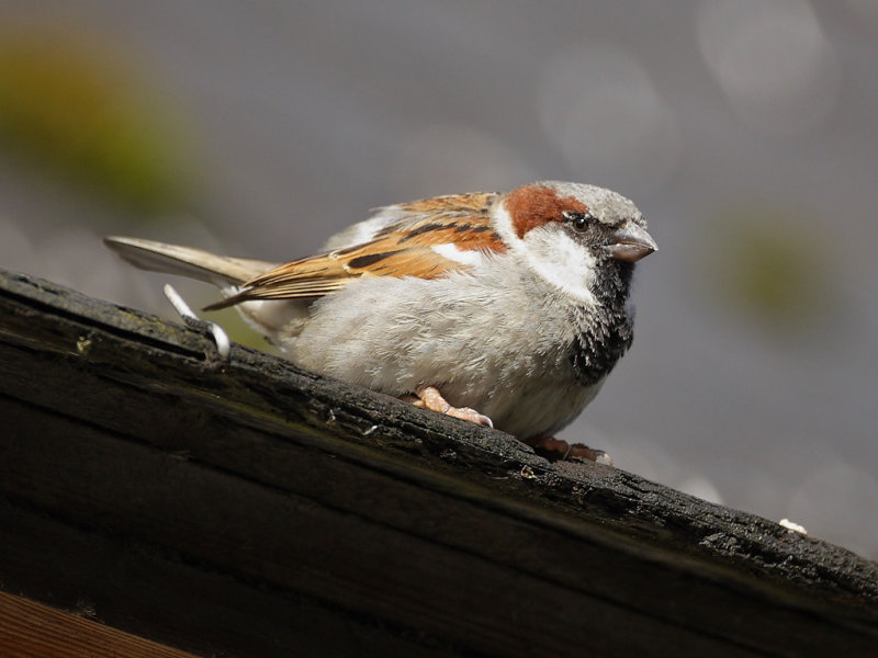 House Sparrow (Passer domesticus)