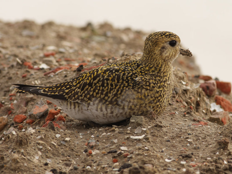 Eurasian Golden Plover (Pluvialis apricaria)