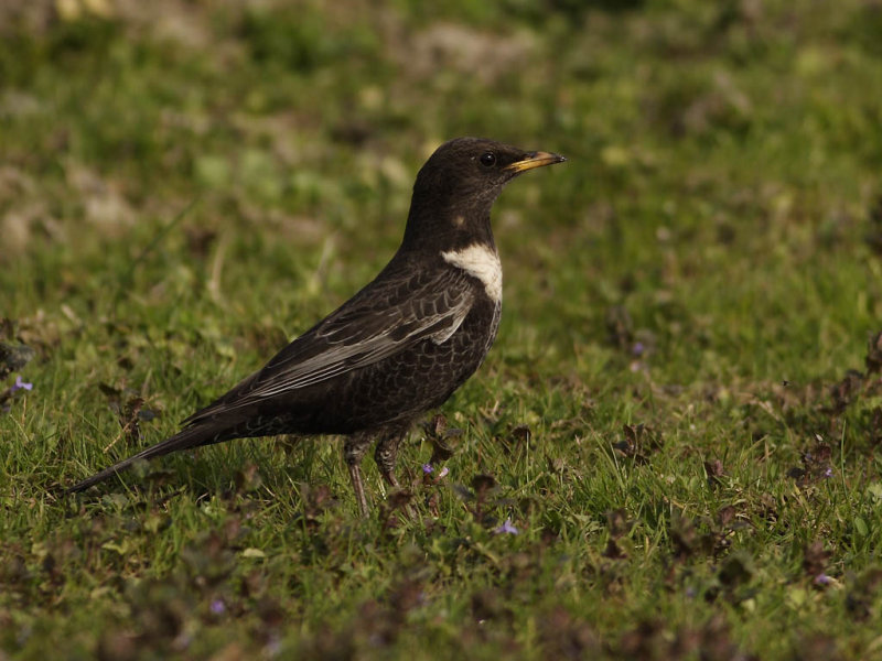 Ring Ouzel (Turdus torquatus) 