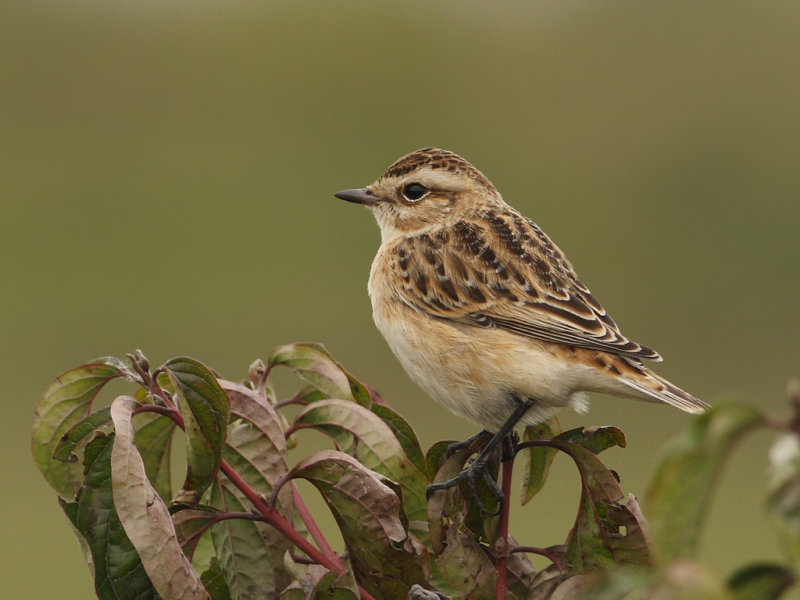 Whinchat  (Saxicola rubetra)