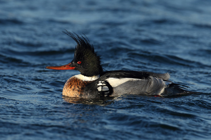 Red-breasted Merganser (Mergus serrator)