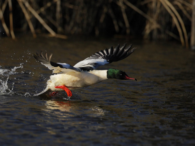 Goosander (Mergus merganser merganser) 