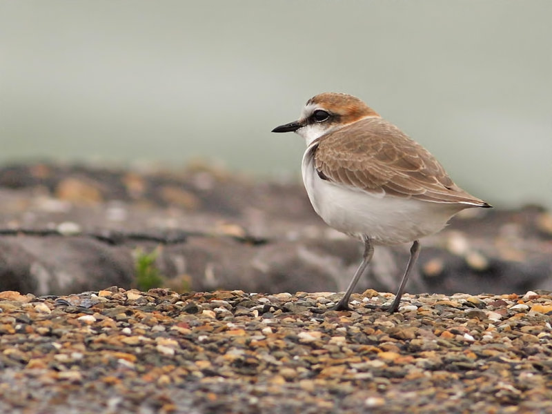 Kentish Plover (Charadrius alexandrinus)