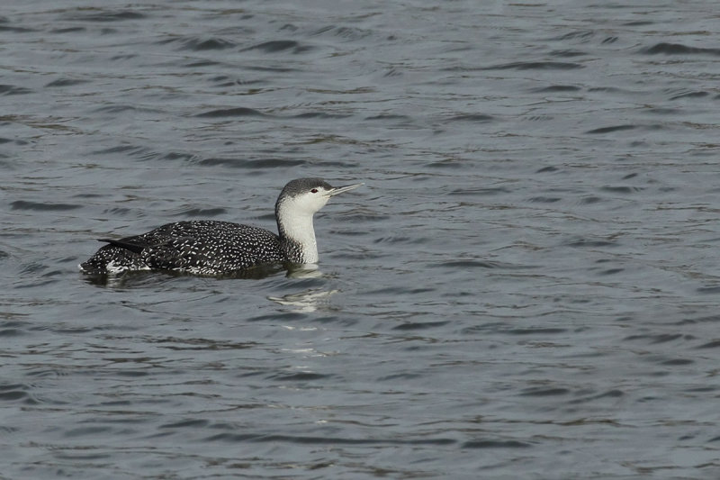 Red-throated diver or Red-throated loon (Gavia stellata) 