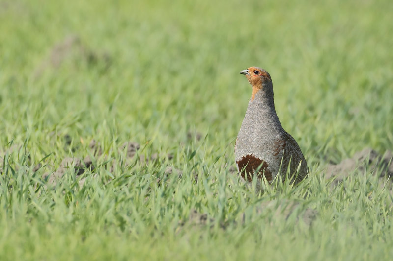 Grey Partridge (Perdix perdix)