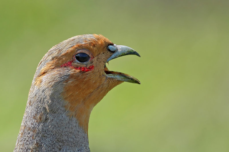 Grey Partridge (Perdix perdix)