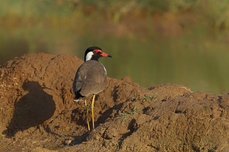 Red-wattled Plover(Vanellus indicus ssp aigneri) 