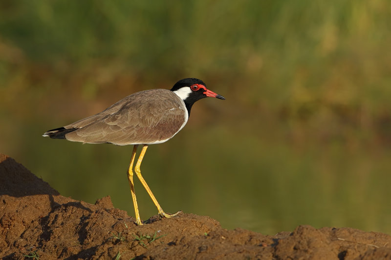 Red-wattled Plover(Vanellus indicus ssp aigneri) 