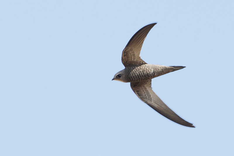 Pallid Swift  (Apus pallidus)