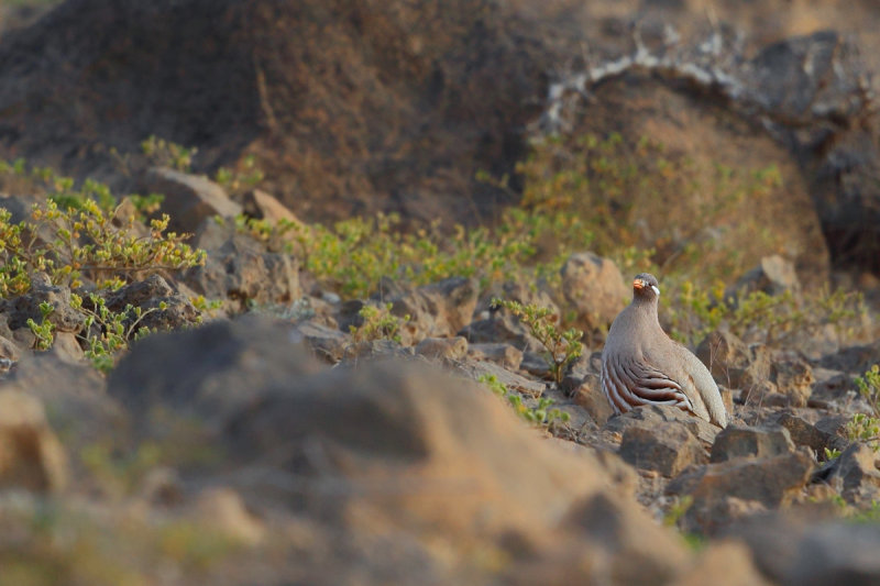 Sand Partridge (Ammoperdix heyi)