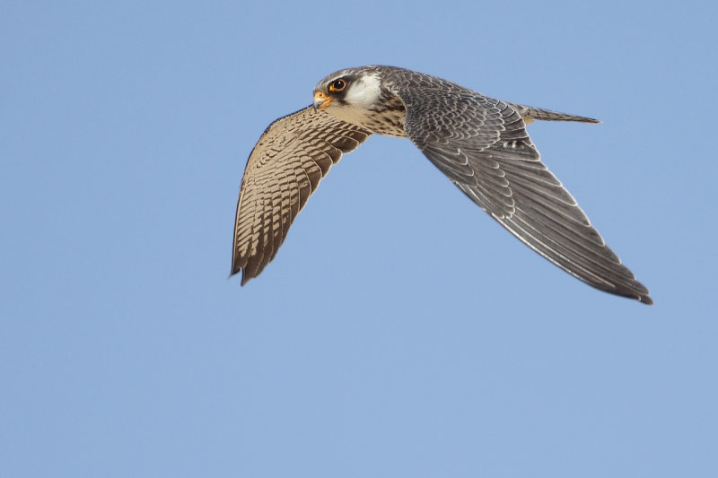 Amur Falcon (Falco amurensis)