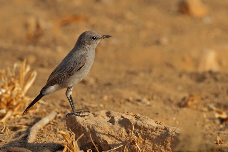 Blackstart (Cercomela melanura) 