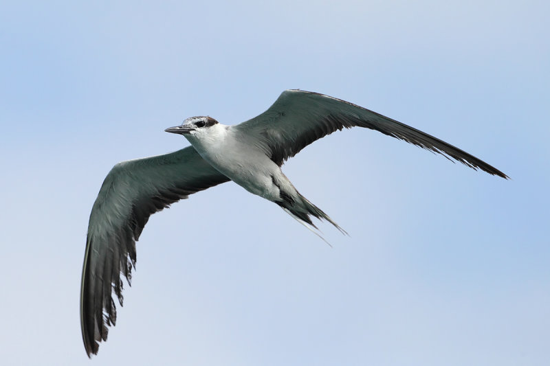 Bridled Tern (Onychoprion anaethetus)